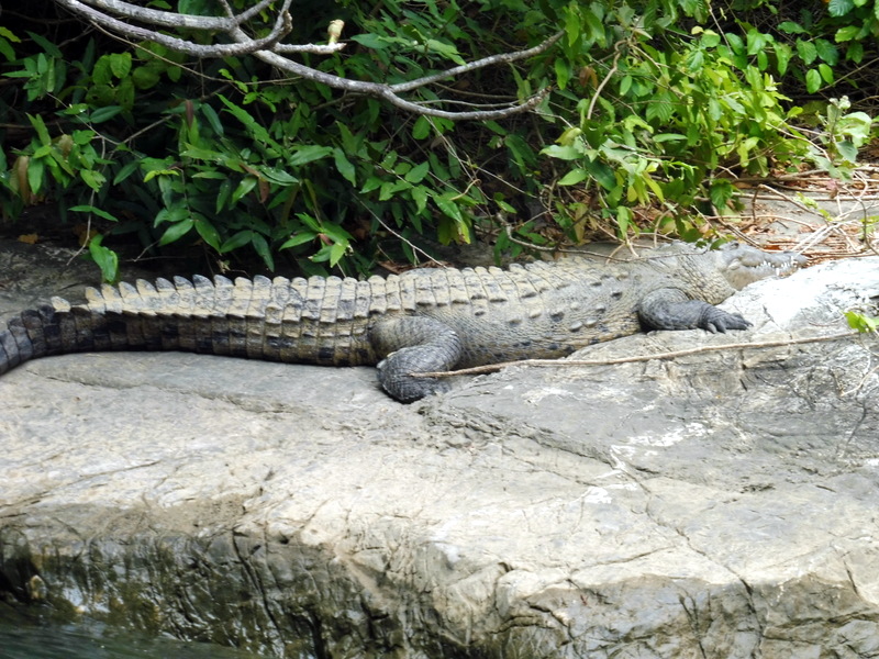 Un crocodile