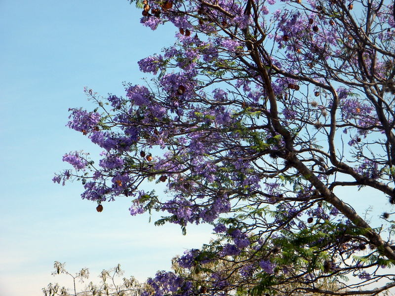 Jacarandas