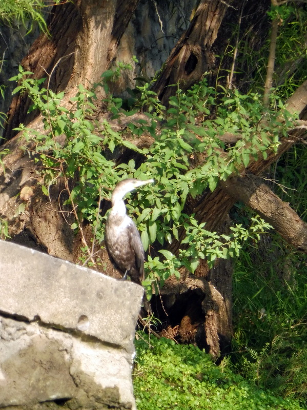 Un cormoran