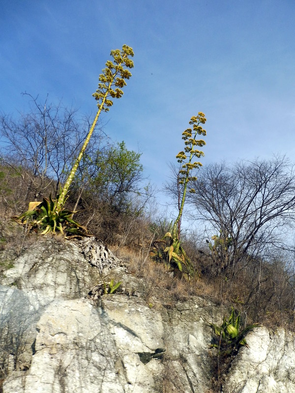 Fleur de cactus