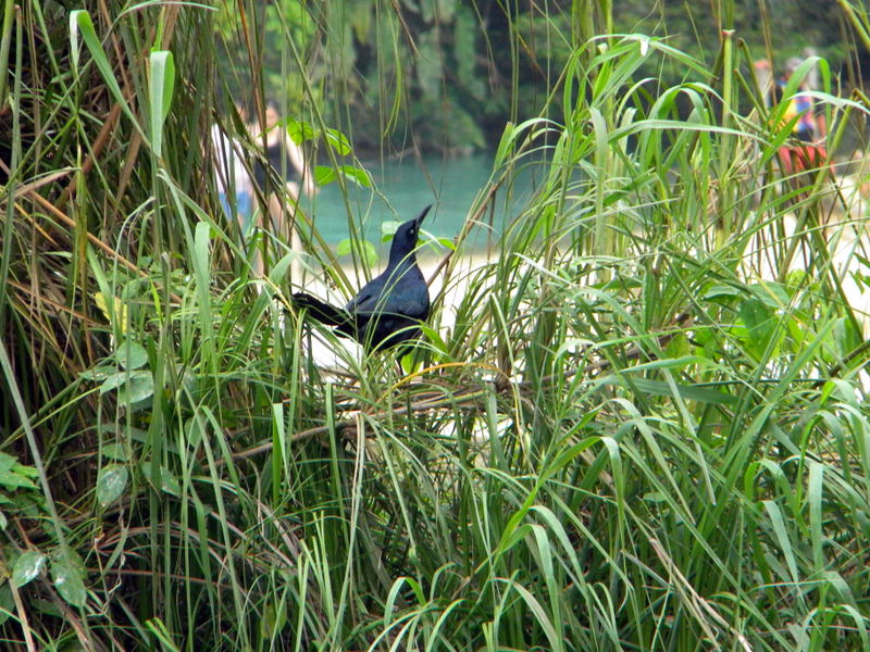 Un oiseau