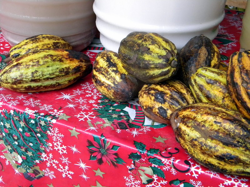 Cabosses de cacaoyer