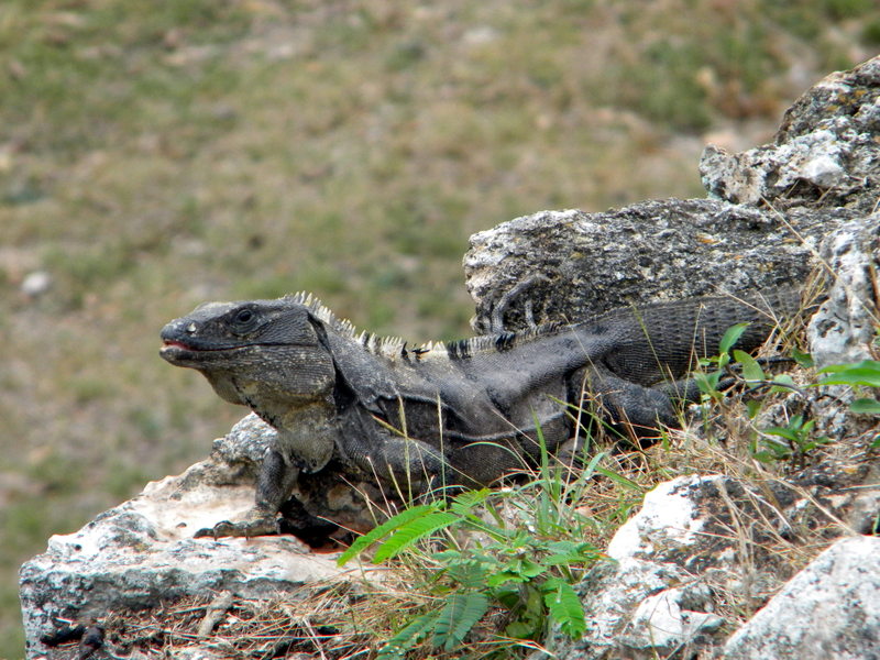 Iguane