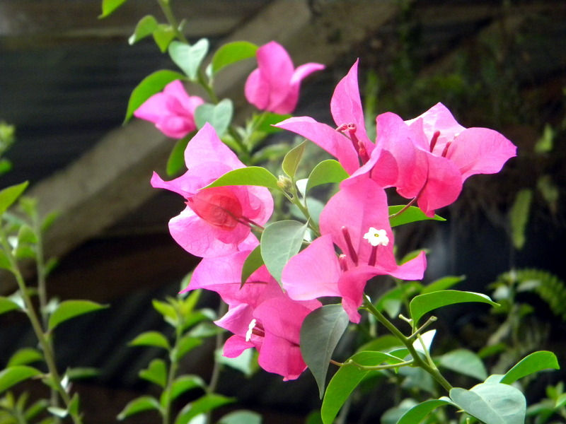 Bougainvillée