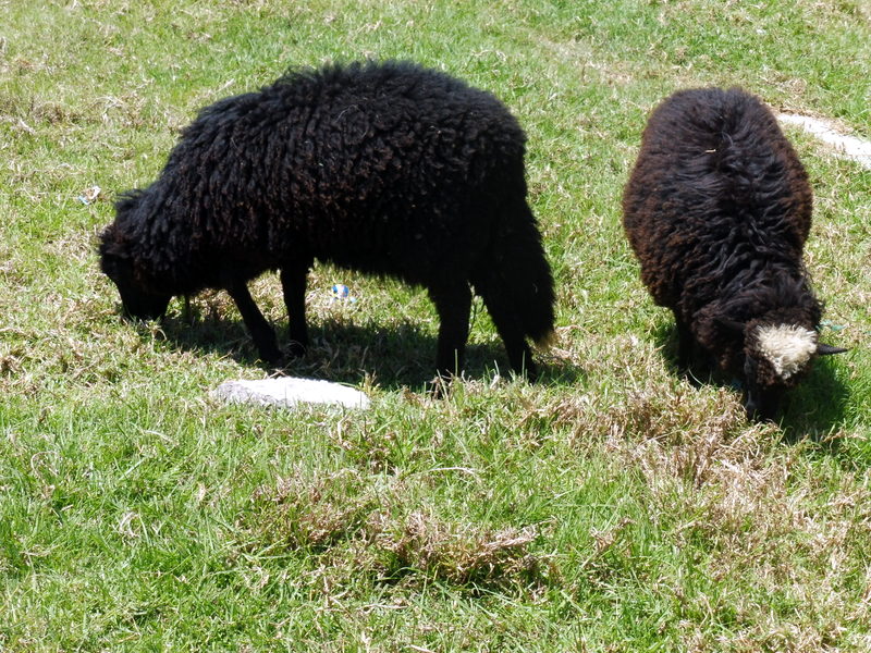 Moutons noirs