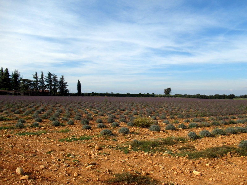 Moustiers, plateau de Valensole, champ de lavande