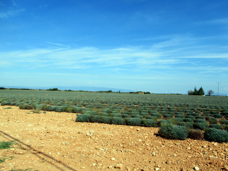 Valensole, champs de lavande