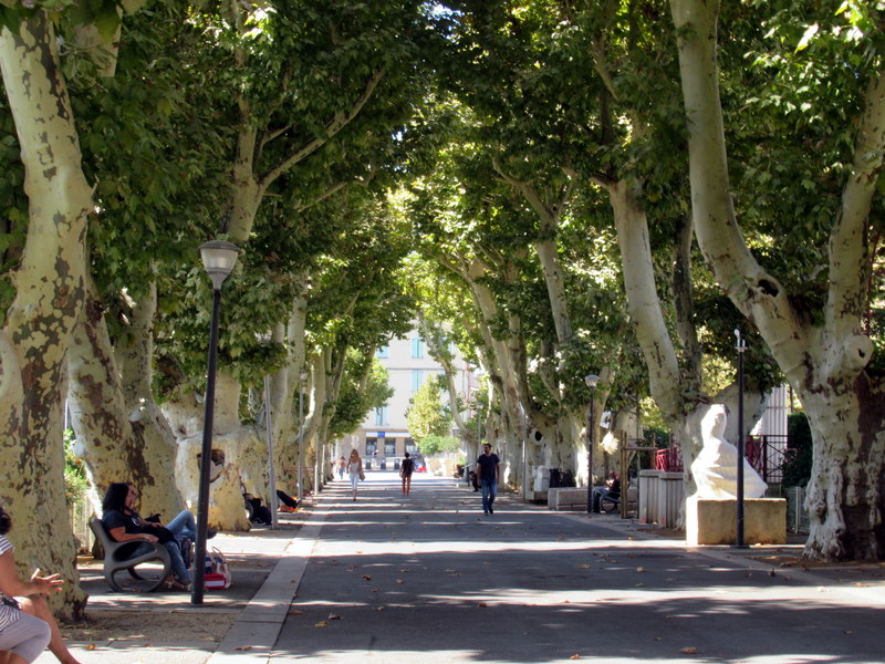 Digne, avenue bordée de magnifiques platanes